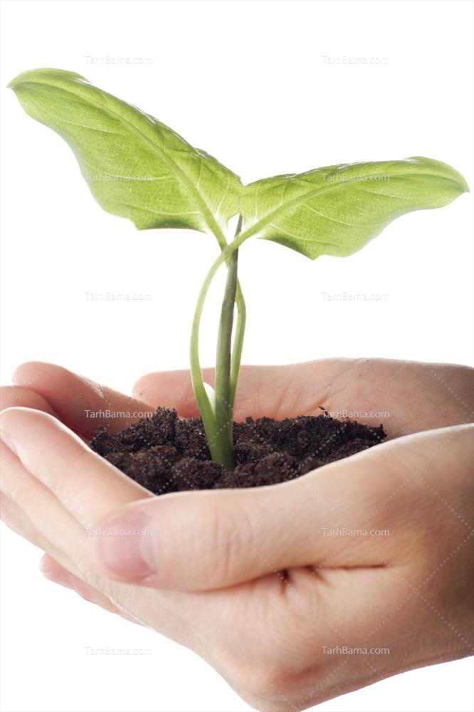 تصاویر گل و گیاه